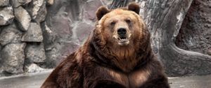 Preview wallpaper bear, zoo, nature, reserve, muzzle