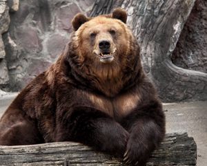 Preview wallpaper bear, zoo, nature, reserve, muzzle