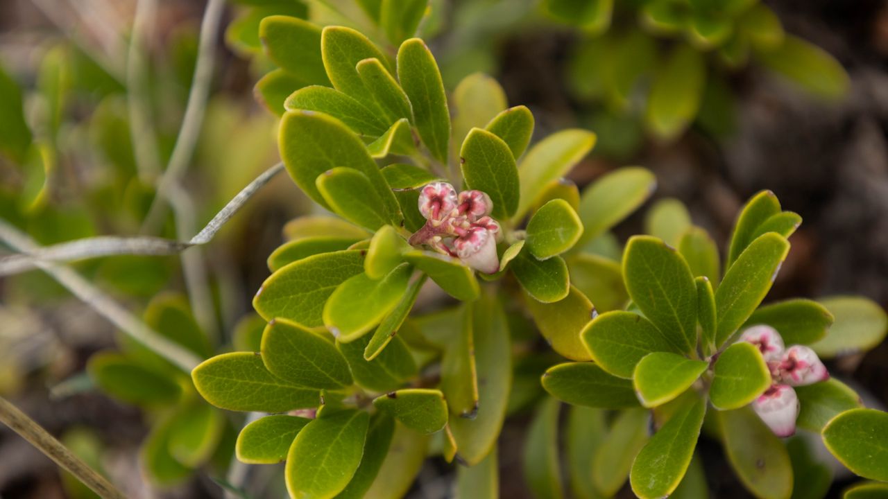 Wallpaper bearberry, flowers, plant, leaves