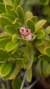 Preview wallpaper bearberry, flowers, plant, leaves