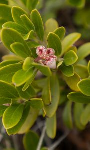 Preview wallpaper bearberry, flowers, plant, leaves