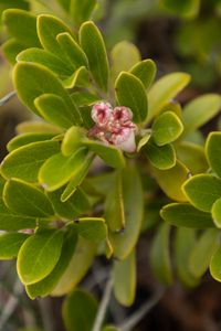 Preview wallpaper bearberry, flowers, plant, leaves