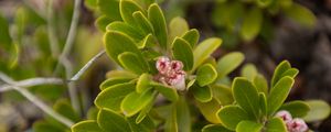 Preview wallpaper bearberry, flowers, plant, leaves