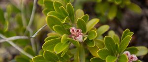 Preview wallpaper bearberry, flowers, plant, leaves