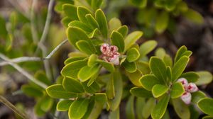 Preview wallpaper bearberry, flowers, plant, leaves