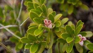 Preview wallpaper bearberry, flowers, plant, leaves