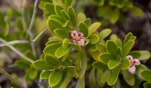 Preview wallpaper bearberry, flowers, plant, leaves