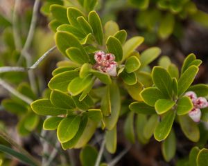 Preview wallpaper bearberry, flowers, plant, leaves