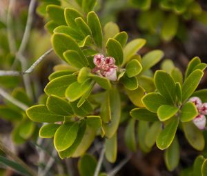 Preview wallpaper bearberry, flowers, plant, leaves