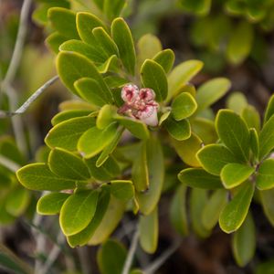 Preview wallpaper bearberry, flowers, plant, leaves