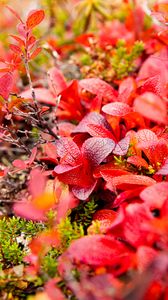 Preview wallpaper bearberry, leaves, red, macro