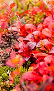 Preview wallpaper bearberry, leaves, red, macro