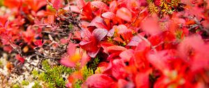 Preview wallpaper bearberry, leaves, red, macro
