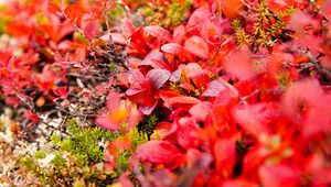 Preview wallpaper bearberry, leaves, red, macro