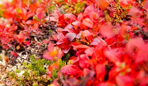 Preview wallpaper bearberry, leaves, red, macro