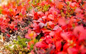 Preview wallpaper bearberry, leaves, red, macro