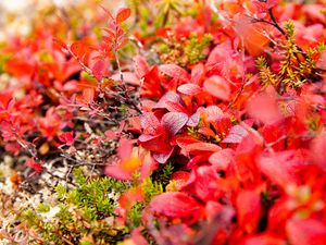 Preview wallpaper bearberry, leaves, red, macro