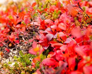 Preview wallpaper bearberry, leaves, red, macro