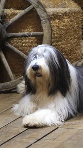 Preview wallpaper bearded collie, dog, couple, lie