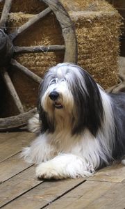 Preview wallpaper bearded collie, dog, couple, lie