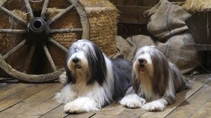 Preview wallpaper bearded collie, dog, couple, lie