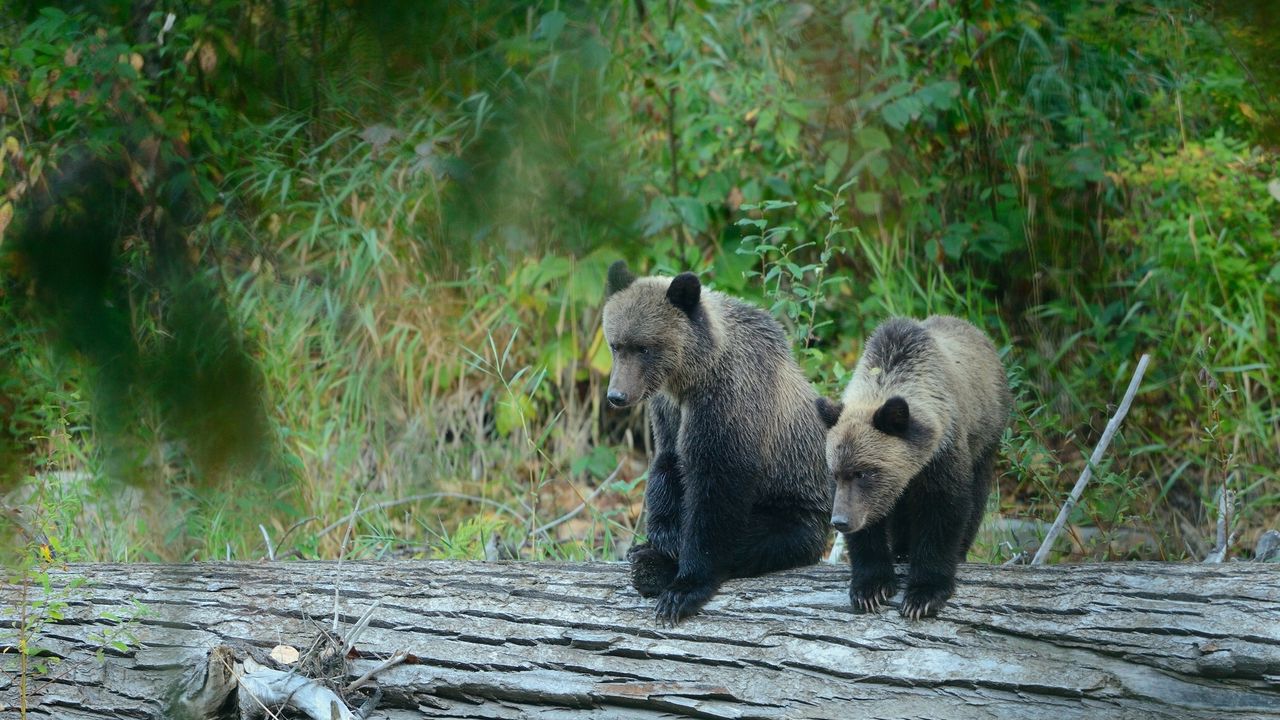 Wallpaper bears, bear, cub, grizzly