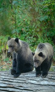 Preview wallpaper bears, bear, cub, grizzly
