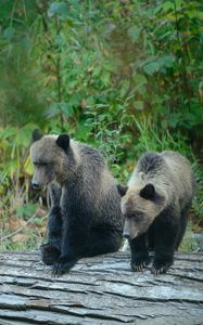 Preview wallpaper bears, bear, cub, grizzly