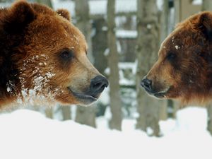 Preview wallpaper bears, brown, steam, snow