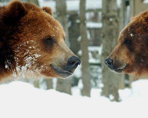 Preview wallpaper bears, brown, steam, snow