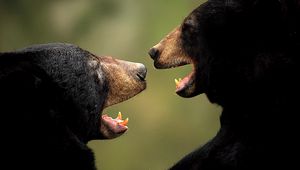 Preview wallpaper bears, couple, aggression