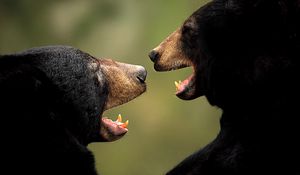 Preview wallpaper bears, couple, aggression
