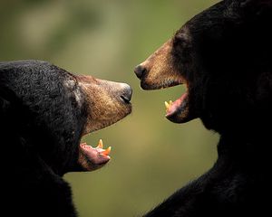 Preview wallpaper bears, couple, aggression