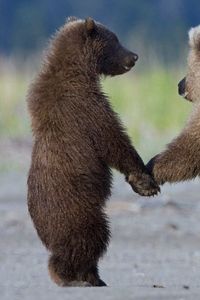 Preview wallpaper bears, couple, cubs, walk