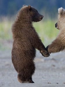 Preview wallpaper bears, couple, cubs, walk