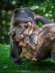 Preview wallpaper bears, couple, fight, grass