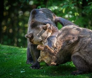 Preview wallpaper bears, couple, fight, grass