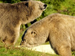 Preview wallpaper bears, couple, grass, walking, sunshine