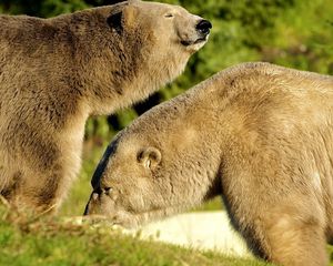 Preview wallpaper bears, couple, grass, walking, sunshine