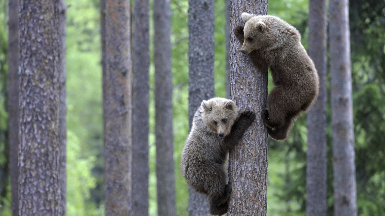 Wallpaper bears, couple, tree, climbing, forest