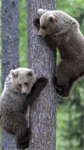 Preview wallpaper bears, couple, tree, climbing, forest