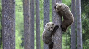 Preview wallpaper bears, couple, tree, climbing, forest