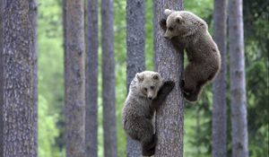 Preview wallpaper bears, couple, tree, climbing, forest