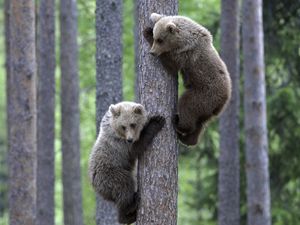 Preview wallpaper bears, couple, tree, climbing, forest