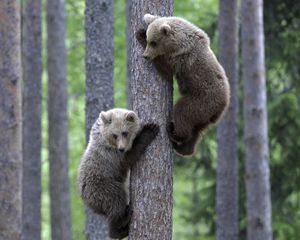 Preview wallpaper bears, couple, tree, climbing, forest