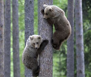 Preview wallpaper bears, couple, tree, climbing, forest