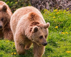 Preview wallpaper bears, couple, walk, grass