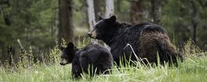 Preview wallpaper bears, cub, family, walk, couple