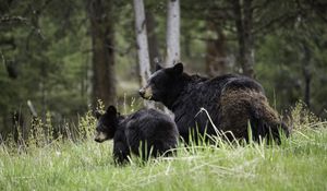 Preview wallpaper bears, cub, family, walk, couple