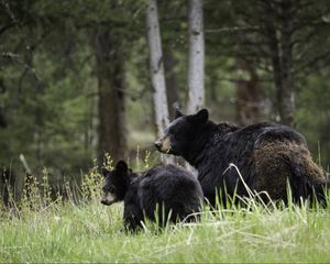 Preview wallpaper bears, cub, family, walk, couple